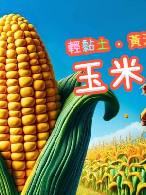 課程封面玉米